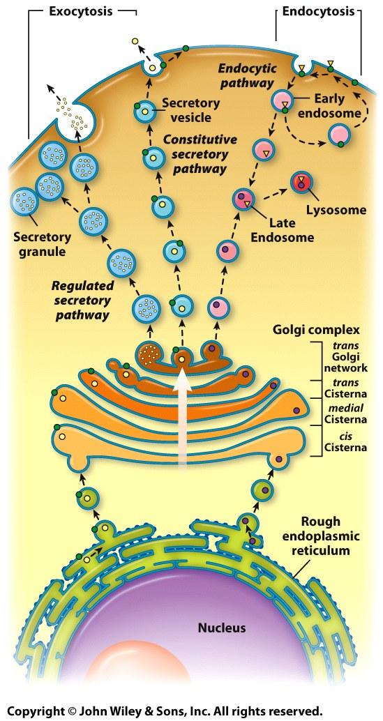 Overview of the Endomembrane System Biosynthetic pathways Biosynthetic pathway synthesis in the ER, modification through the Golgi complex and transport of proteins to the plasma membrane and