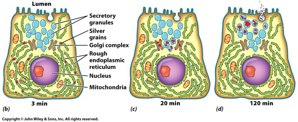 Overview of the Endomembrane System Synthesis and transport of secretory proteins 3 minute pulse: radioactively labeled amino acid (red) 3 minute pulse: 17 minute chase Secretory pattern of the
