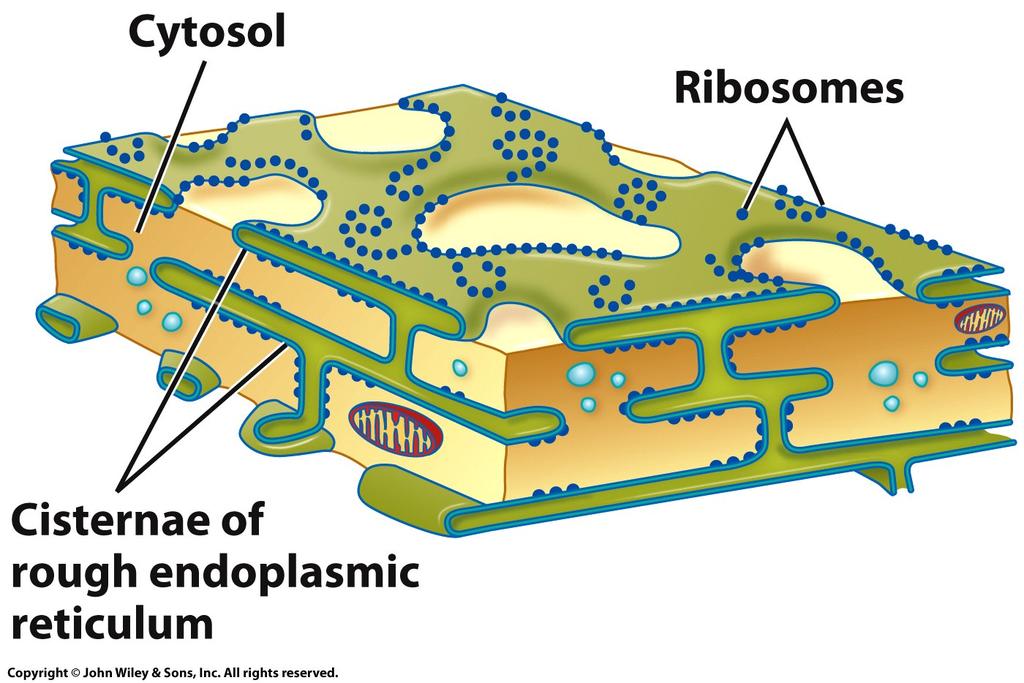 Rough Endoplasmic Reticulum (RER) Composed of a network of flattened sacs (cistenae). Continuous with the outer membrane of the nuclear envelope Has ribosomes on its cytosolic surface.