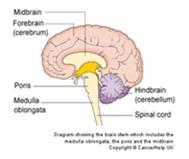 By location in the brain Brain tumours are also often given names which refer to where they are in the 