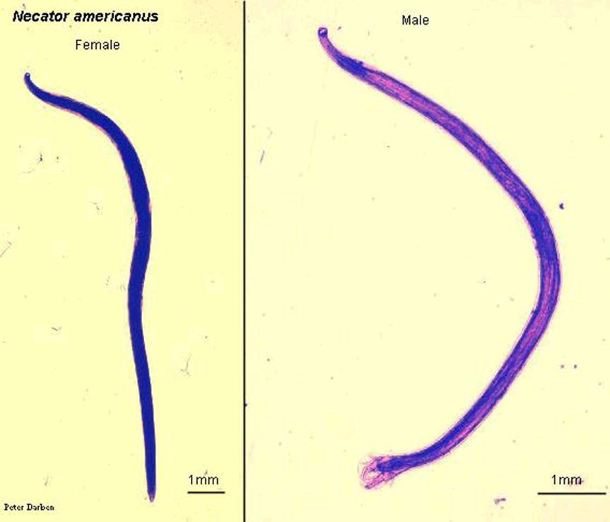Are slender, round, unsegmented worms with tapering ends Their habits range as far north in polar regions to the tropics There are two groups: free-living and parasitic Most species are free-living,