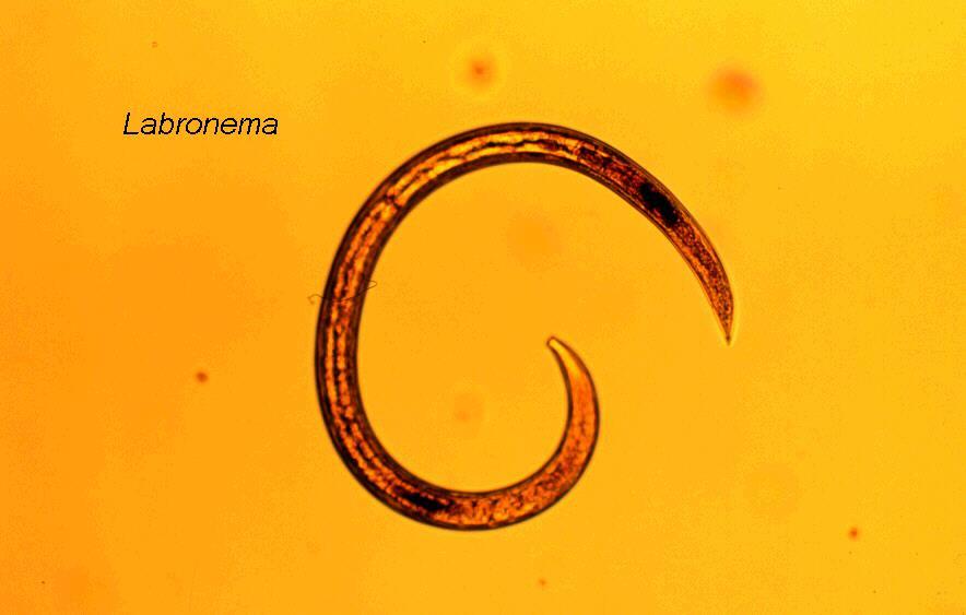 Parasitic roundworms feed on blood, tissues or