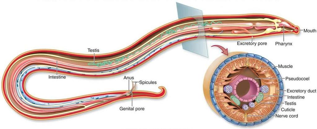 Similar to flatworms, roundworms exchange gases and excrete metabolic waste through their body walls