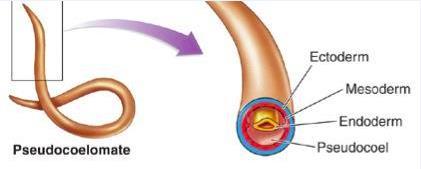 Roundworms have muscles that extend the length of their bodies Together