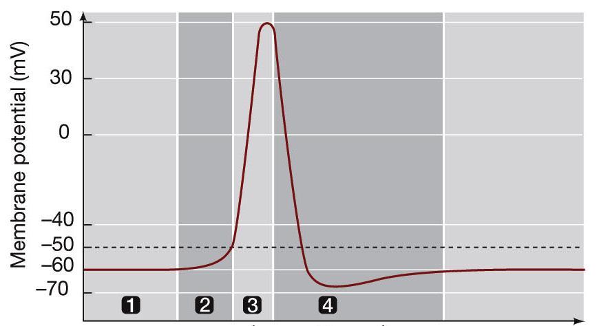 5. Using Figure 44.10 and the text identify each step of the course of an action potential and describe what is happening? 6.