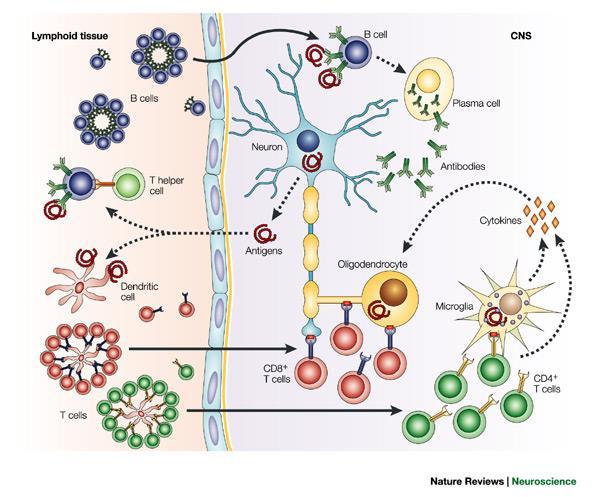 Hypothetical view of immune responses in acute multiple sclerosis lesions.