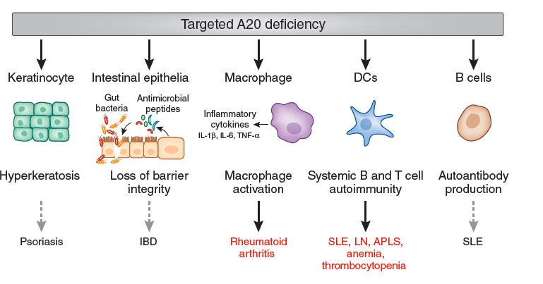 A20 deficiency in mice suggest mechanisms of human autoimmune