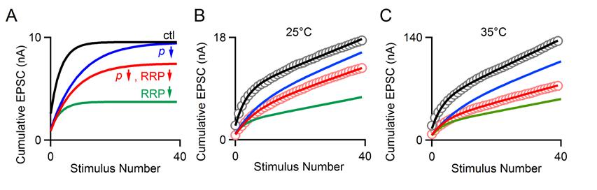 Figure 2.8. Simulations indicate that changes in the effective RRP help to explain the effect of changing presynaptic calcium influx on postsynaptic responses.