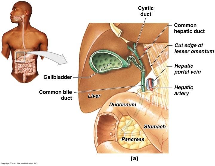 Functions of the Liver Functions of the Liver Bile production and secretion Detoxification of blood
