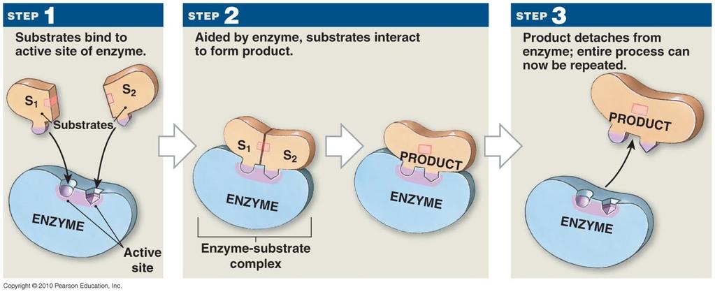 Enzymes can be Inhibited or