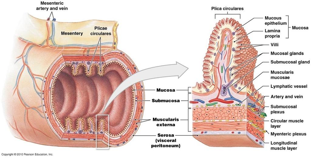 Layers of the GI Tract 1. Mucosa Absorbs & secretes; contains goblet cells 2. Submucosa Vessels, lymphatics and nerves 3. Muscularis Responsible for movement 4.