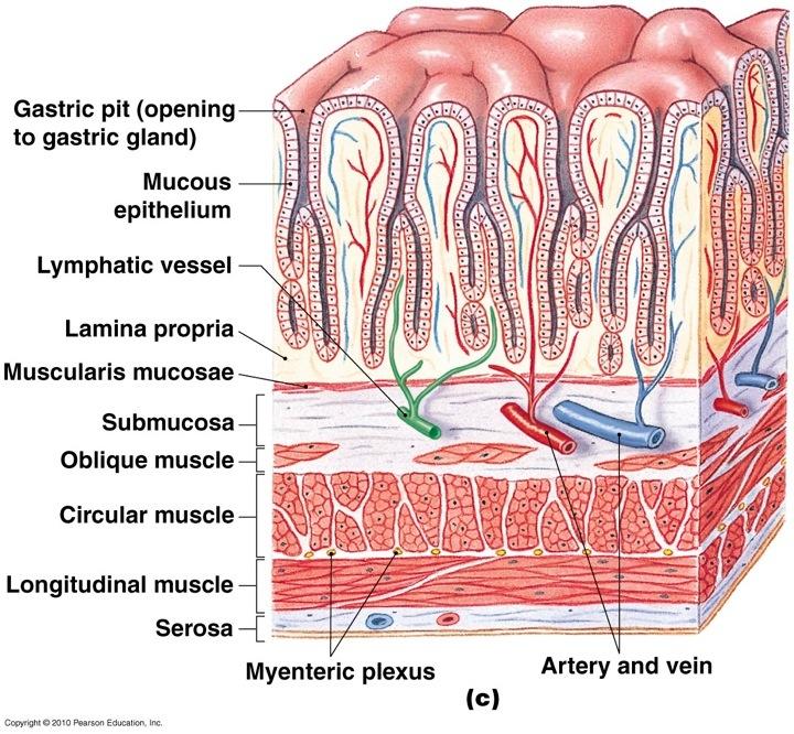 and gastric pits Gastric glands: Goblet cells --> mucus Parietal