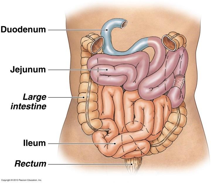 Duodenum, jejunum, ileum Absorption of carbohydrates, amino acids, lipids, electrolytes, bile, vitamins,