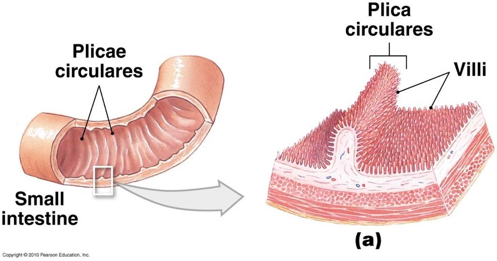 Large Intestine Cecum, colon,