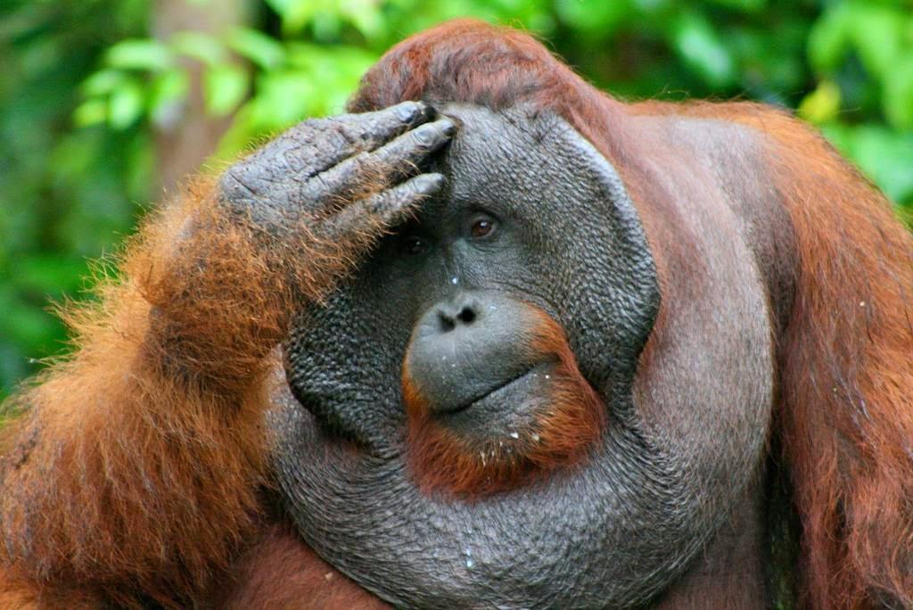 Orangutans Location: Islands of Sumatra
