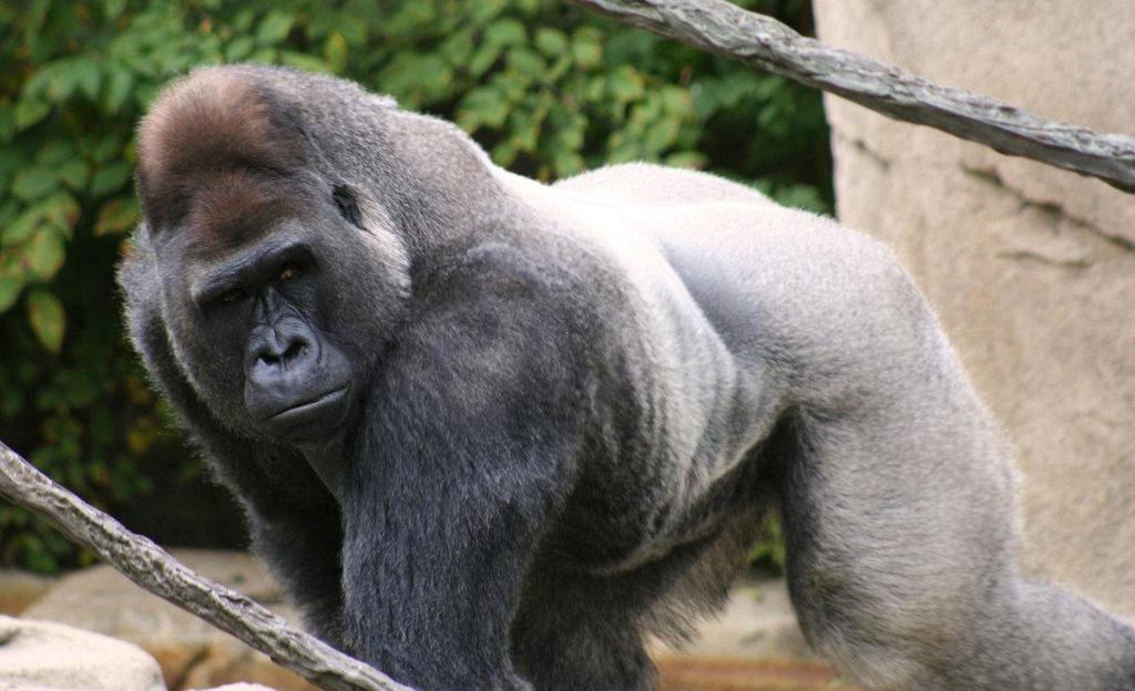 Gorillas Location: West/east equatorial Africa Morphology: largest living primates; also sexual dimorphism between