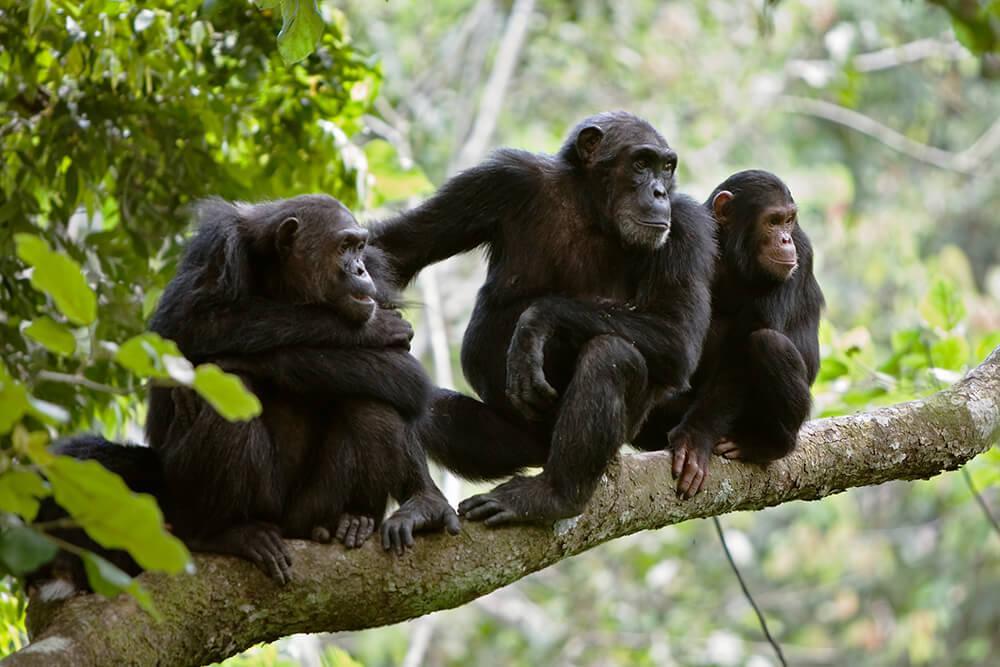 Chimpanzees Location: equatorial Africa Morphology: smaller body size; less pronounced sexual dimorphism Diet: varied diet