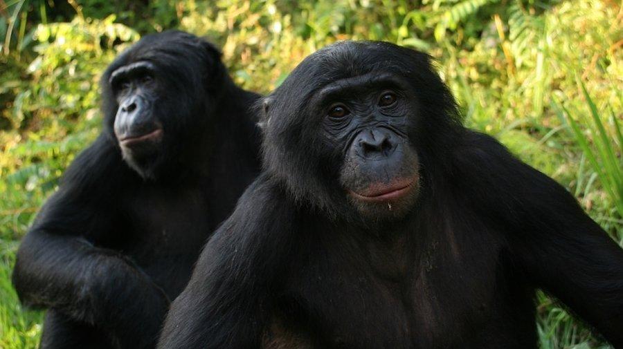Bonobos Location: Near Zaire River Morphology: similar body size to chimpanzees Diet: varied diet Behavior: fluid