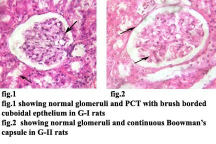 3.1.3 Group-III rats induced with gentamycin 80mg/kg b.
