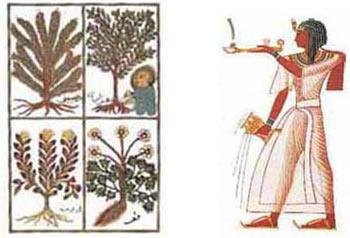 Ancient Egyptians Skilled perfumers >5,000 years ago Aromatic plants used at home and in