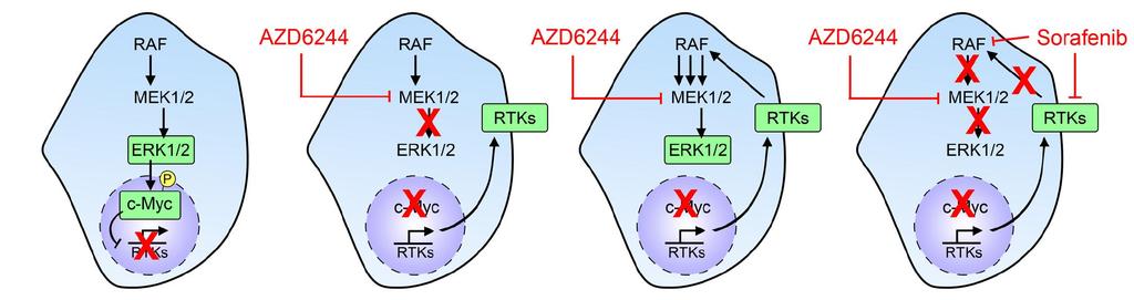 Dynamic reprogramming of the kinome in response to targeted MEK inhibition in