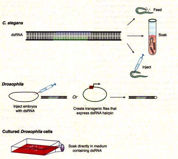 RNA Interference (RNAi) RNAi (RNA interference) was discovered when attempts at overexpression from transgenes in worms