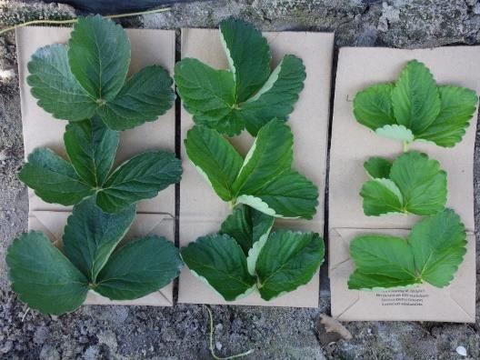 Leaf sampling Healthy plant Nutrient