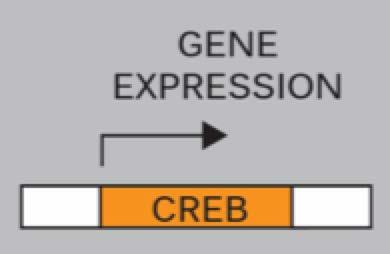 Part IV At the synapse CREB camp response element binding protein. Required for memory in flies, aplysia and mice.