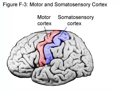 Parietal (Somatosensory) & Frontal (Motor) Cortex Post-Central Gyrus (S1)