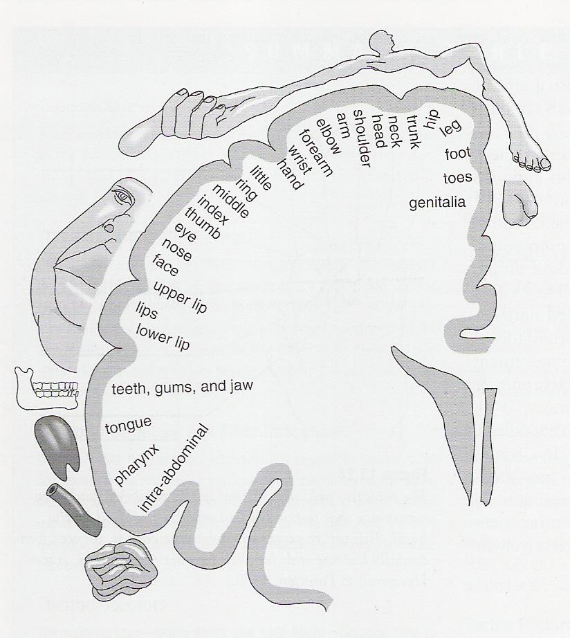 Parietal (Somatosensory) & Frontal (Motor) Cortex