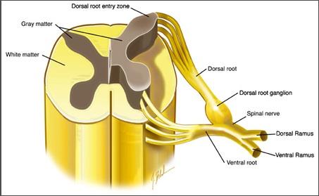 Spinal Cord Bell-Magendie