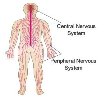 CNS & PNS CNS Central Nervous System = Brain & Spinal Cord Surrounded by bone and meninges PNS