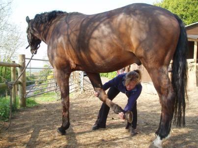 Forelimb Retraction Pick the horse s leg up as if you were picking out a front foot Place your hand in front of the knee, supporting the pastern with the other hand Slowly