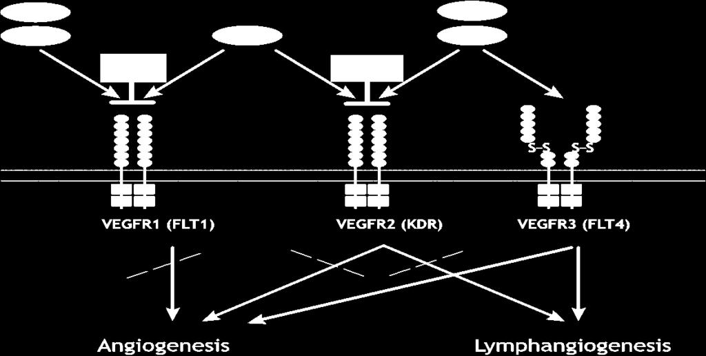 Binding of Ramucirumab to VEGFR-2 and