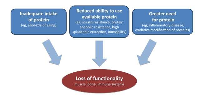+ Changes in protein metabolism Bauer J, et al.