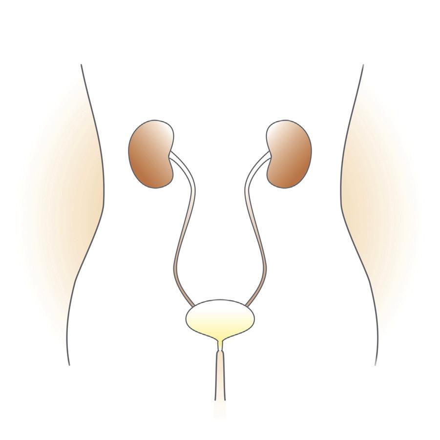 The urethra is the tube that empties the urine out of the body. When the bladder is full, the brain sends a signal down the spinal cord to the bladder, causing it to empty.