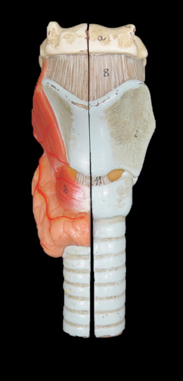 Larynx h.