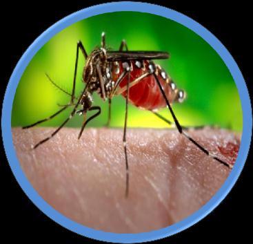 Junior Disease Fact File Chikungunya 4 What is Chikungunya? Chikungunya is a disease caused by the chikungunya virus and spread by mosquitoes.