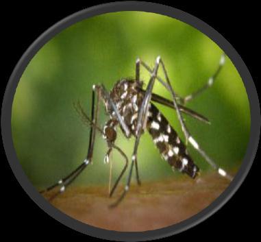 Senior Disease Fact File Chikungunya What is Chikungunya? Chikungunya is a disease caused by the chikungunya virus which is spread by female mosquitoes (Aedes spp).