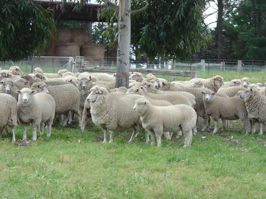 The management of trace elements in sheep Bestwool Bestlamb phone