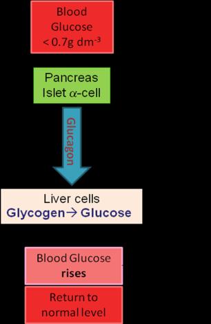 target organs This makes organs respond and bring level back to set point (negative feedback) Islets: Cells Hormones 1-2% of the mass of a pancreas are made up of Pancreatic Islets (cluster of cells)