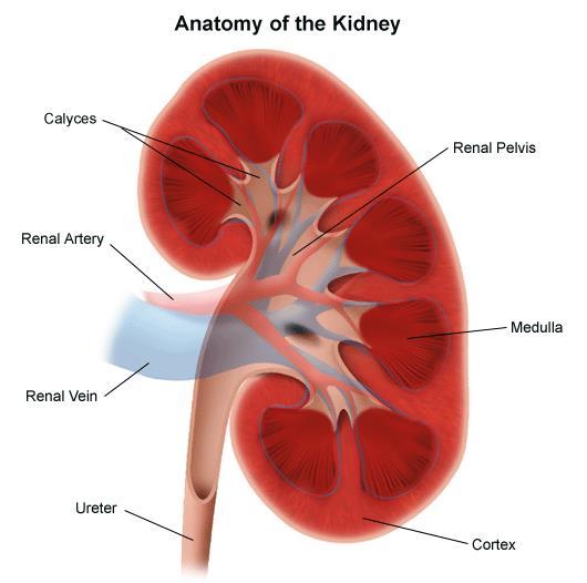 One end of the tube forms a cup-shaped structure called a Bowman s capsule (or renal capsule).