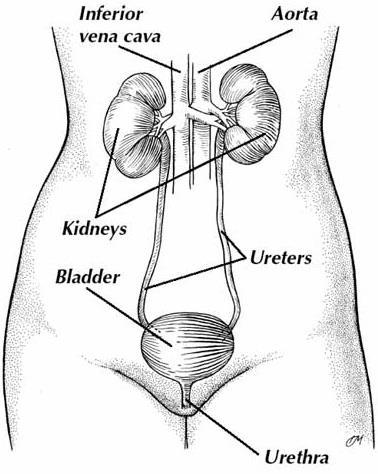 From the Bowman s capsule the tube runs towards the centre of the kidney, first forming a twisted region called the proximal convoluted tubule, and then a long