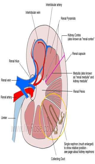 The kidney The function of the kidney The kidneys are extremely important for homeostasis