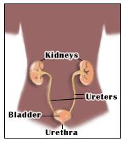 The Kidney Purpose Removal of nitrogenous waste