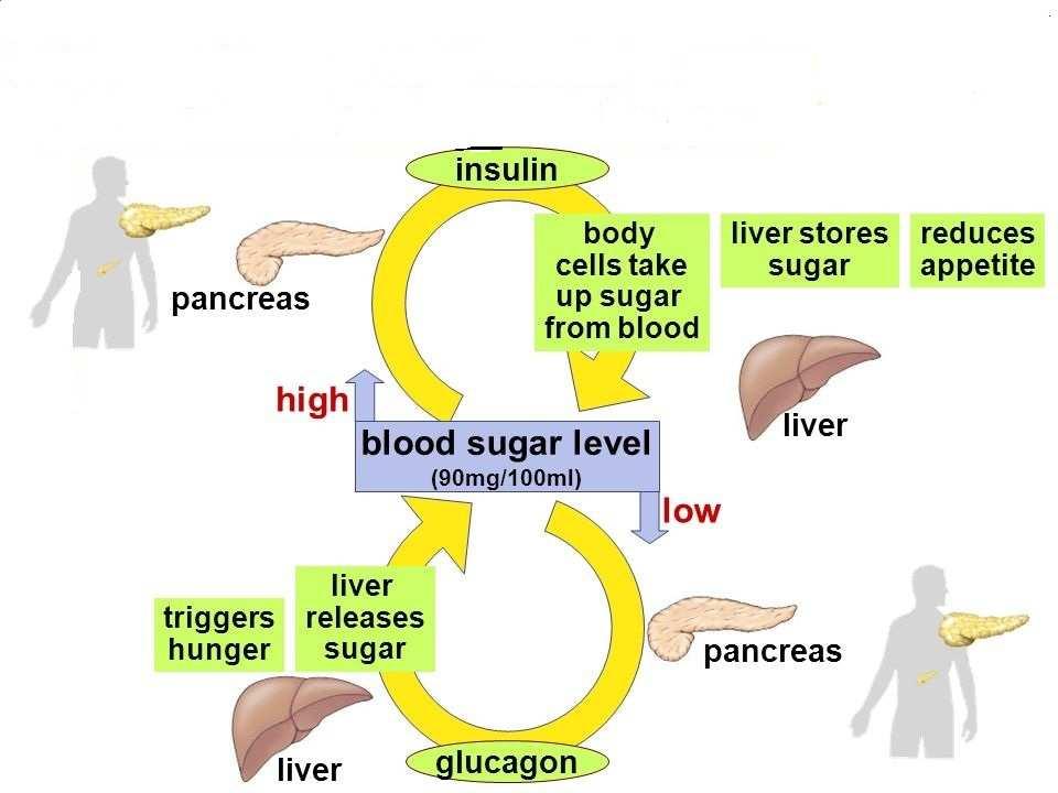 Glucose Regulation from a Biological Perspective Key Organs and Hormones Key organs