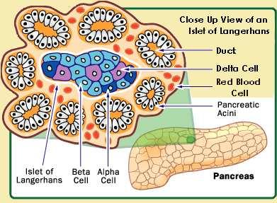 Pancreas Clusters of endocrines cells