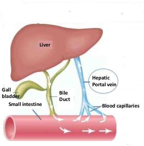 Auto-regulatory of Blood glucose (c) (d) In the small intestine, glucose is absorbed into the blood and travel