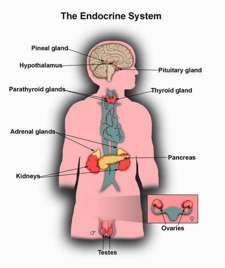 Regulation in Healthy Systems The endocrine system is made up of glands that produce and secrete