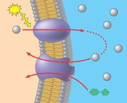 18 CYTOPLASM H H Cotransport: Coupled Transport by a Membrane Protein Cotransport Occurs when active transport of a specific